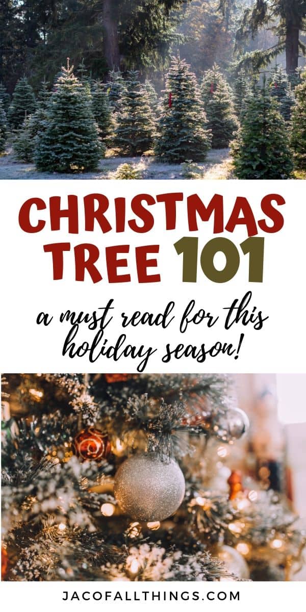 Everything you need to know about cutting down a Christmas tree for this holiday season. Learn how to pick out the best tree, how to care for your live Christmas tree, and even how to dispose of your Christmas tree.