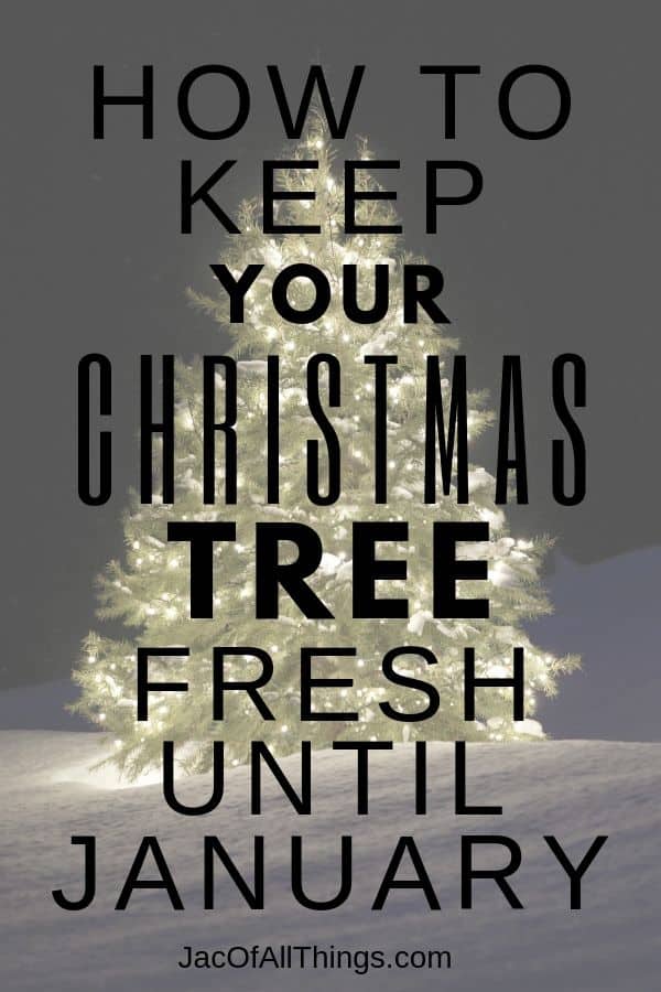 Learn how to keep your Christmas Tree Fresh. Everything you need to know about cutting down a Christmas tree for this holiday season. Learn how to pick out the best tree, how to care for your live Christmas tree, and even how to dispose of your Christmas tree.