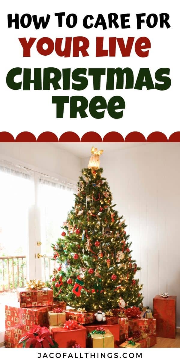 Everything you need to know about cutting down a Christmas tree for this holiday season. Learn how to pick out the best tree, how to care for your live Christmas tree, and even how to dispose of your Christmas tree. 