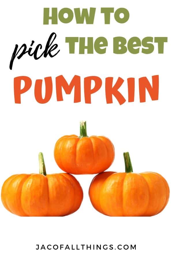 8 Tips To Know Before You Go Pumpkin Picking - Jac Of All Things